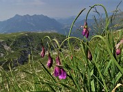 22 Allium insubricum (Aglio d'Insubria)